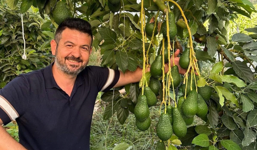 Alanya Tropikal Meyve Üretiminde Türkiye’yi Zirveye Taşıyor