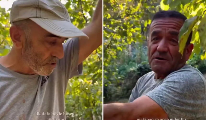 Fındık Hasadında Çiftçi Dertli: Ürünlerin Yüzde 80’i Zarar Gördü