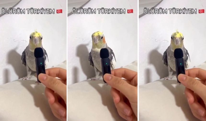 Muhabbet Kuşunun “Ölürüm Türkiyem” Performansı Sosyal Medyayı Fethetti