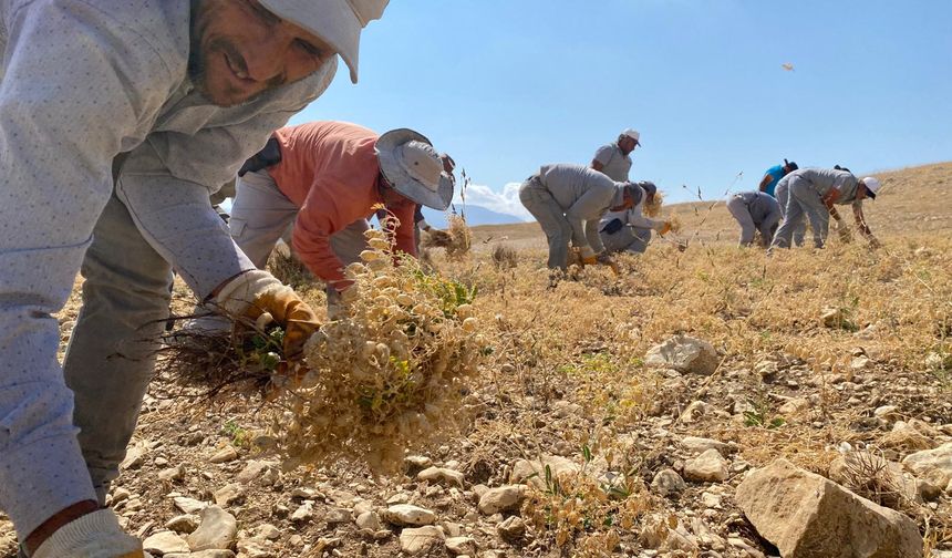 Gazipaşa’nın Bereketli Topraklarından Sofralara: Cimbiti Nohudu Hasadı Başladı!