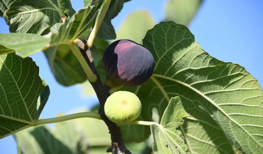 Bursa Osmangazi'den 'siyah incirimizi korumalıyız' çağrısı