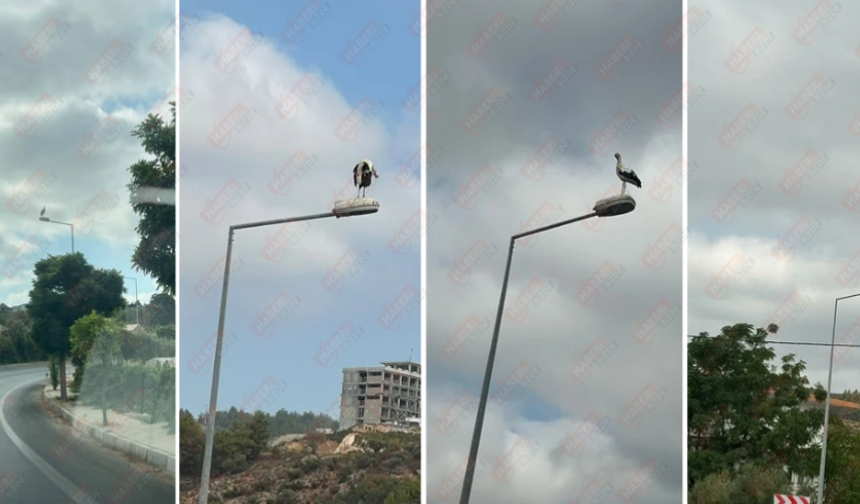 Alanya’nın Göçmen Misafirleri: Leylekler Emişbeleni’ni Mesken Tuttu