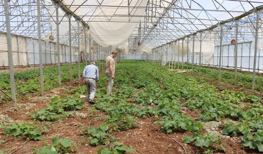 Antalyalı Çiftçiye Zirai Don Zararı Müjdesi: Detayı Haberimizde