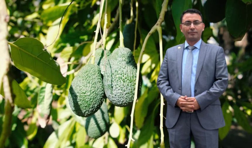 Yeni Dönem Pazartesi Günü Başlıyor! Alanya'da Avokado Artık Kiloyla Satılacak
