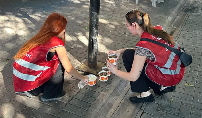 Alanya Kent Konseyi’nden Sokak Hayvanları İçin Anlamlı Etkinlik