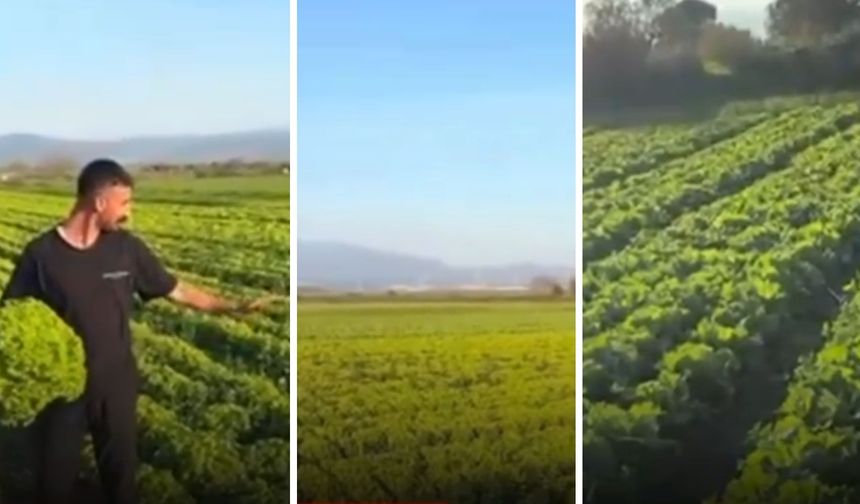 İzmirli Çiftçinin Fiyat İsyanı Pahalıya Patladı