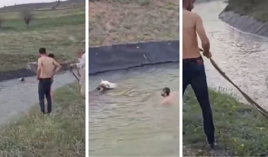 Sivas’ta Cesur Müdahale: Sulama Kanalına Düşen Hayvanı Kurtardı
