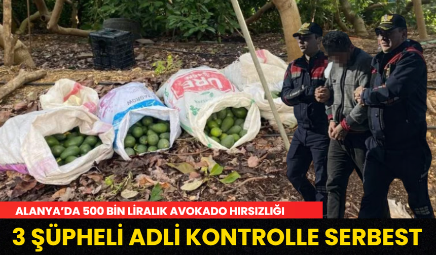 Alanya’da 500 Bin Liralık Avokado Çalan Hırsızlar Hakkında Karar Verildi