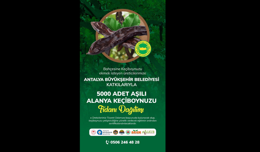 Antalya’da 5.000 Aşılı Alanya Keçiboynuzu Fidanı Üreticilere Dağıtılacak