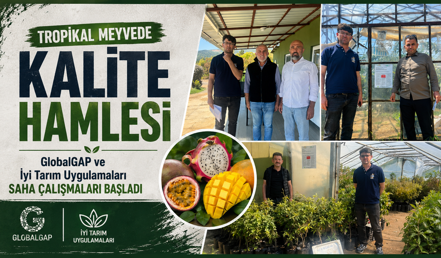 Alanya'da Tropikal Meyvede Uluslararası Standart Süreci Başladı