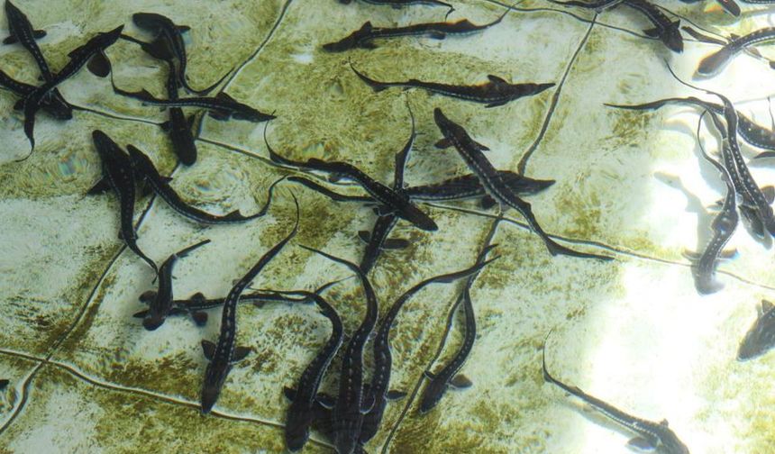 Amasya’da Üretilen 8 Bin Mersin Balığı Karadeniz’e Bırakılacak