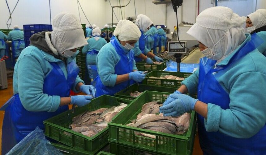 Türkiye Su Ürünleri İhracatında Rekor Kırıyor: 133 Ülkeye 2,2 Milyar Dolarlık Satış