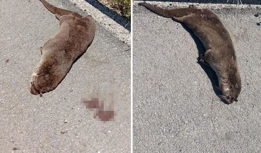 Siverek’te Nesli Tehlike Altındaki Su Samuru Ölü Bulundu