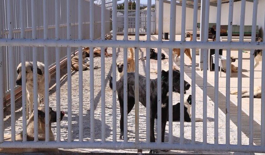 Köpeği Bir Kişiyi Isırdı, Sahibine 108 Bin Lira Ceza Kesildi