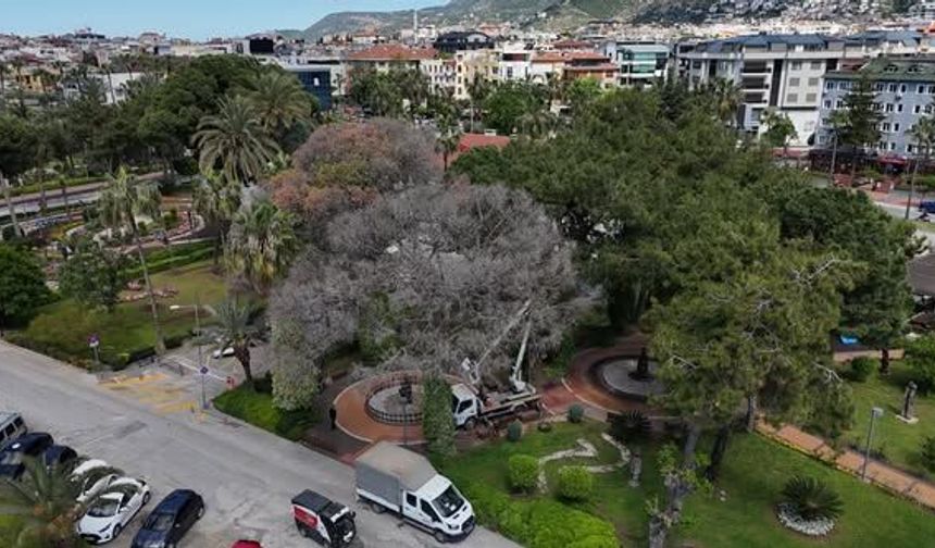 Alanya’da Zararlı Böceklere Karşı Kapsamlı Mücadele Başlatıldı