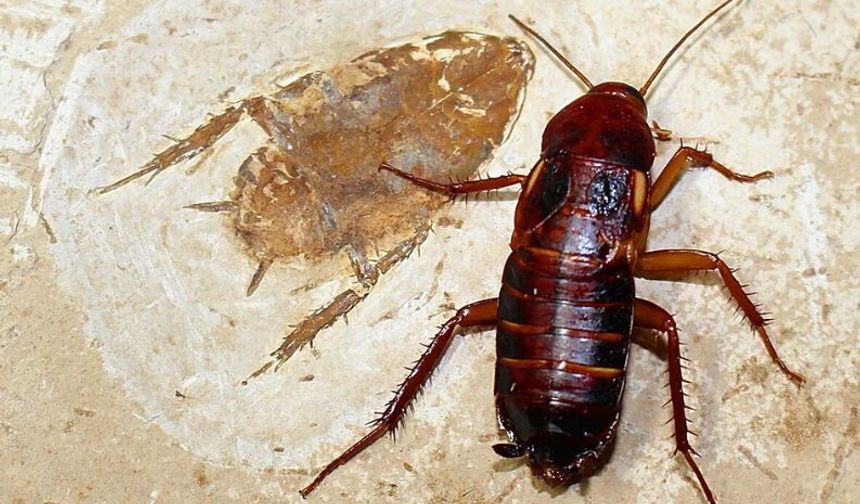 Hamam Böceklerinin Sırrı Çözülebilir: Genlerinde Bakteri İmzası Bulundu