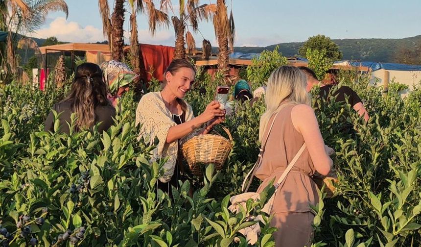 Üniversite Öğrencisi Fındığa Alternatif Olarak Yaban Mersini Üretti