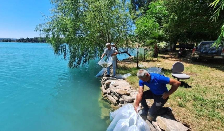 Manavgat'ın Su Kaynaklarına 400 Bin Sazan Yavrusu Bırakıldı