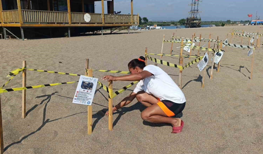 Manavgat'ta Binlerce Caretta Caretta Yavrusu Denizle Buluşuyor