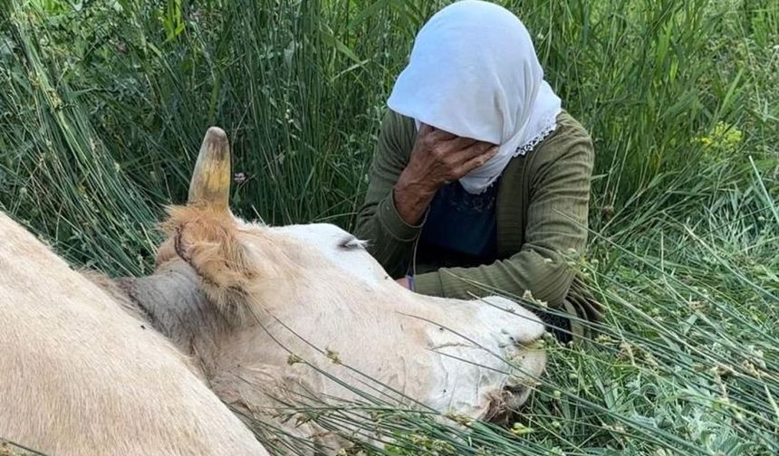 Uçurumdan Düşen İnek Telef Oldu, 7 Çocuk Annesi Kadın Gözyaşlarına Boğuldu