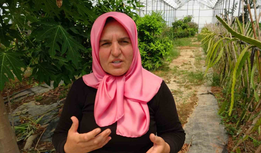 Evin Çatısında Başlayan Üretim, Tropikal Meyve Müzesine Dönüştü