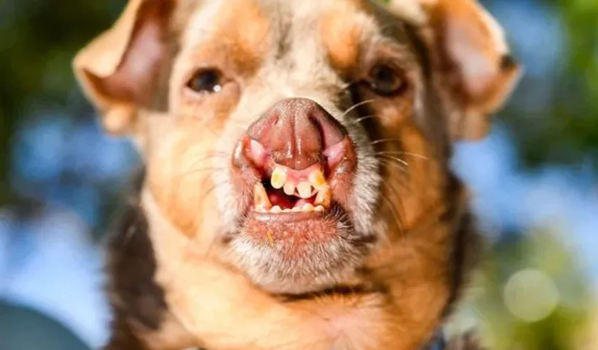 Dünyanın En Çirkin Köpeği Belli Oldu: Şampiyon Jinny Lu