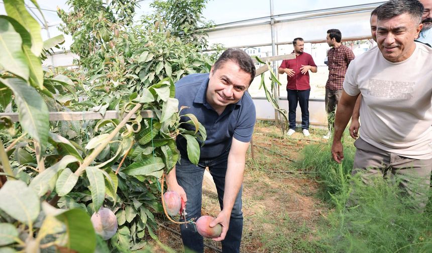 ALKÜ Serasında İlk Tropikal Mango Hasadı Yapıldı