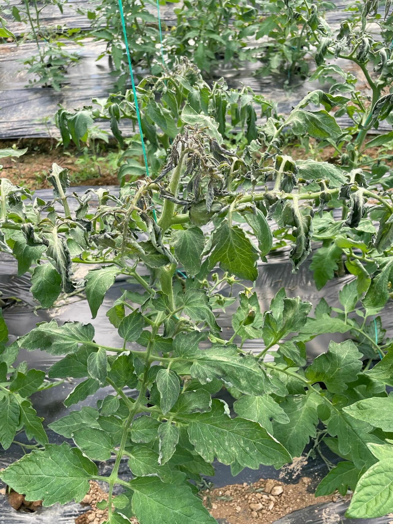 68422032 76F9 4296 871D 8D78964Eace2