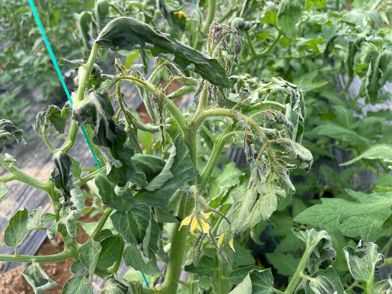 72D36674 6F96 4362 A09D 1C2E379640Dc