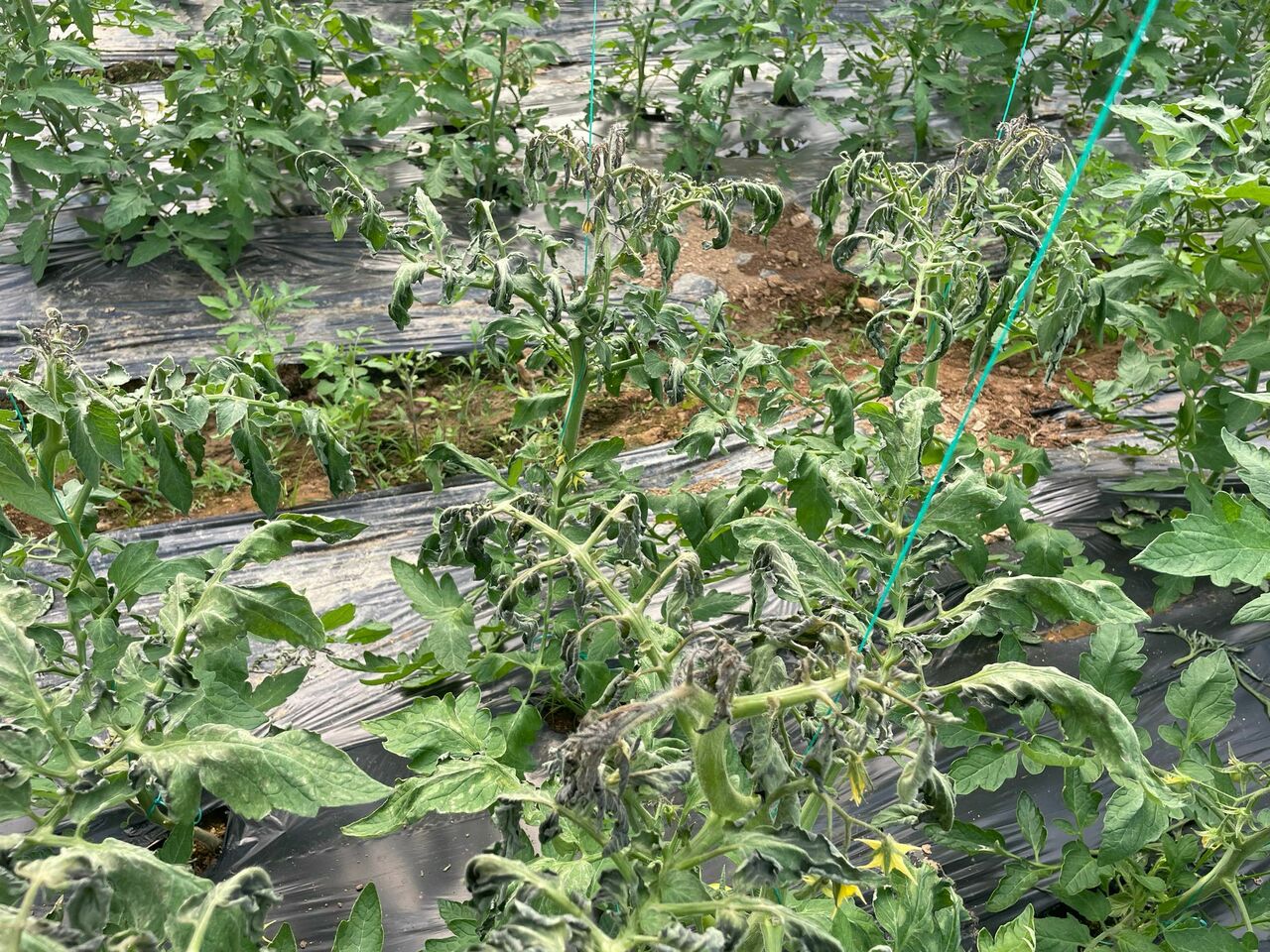 7Baac183 D858 4Df6 90D4 E9E8D1037F28