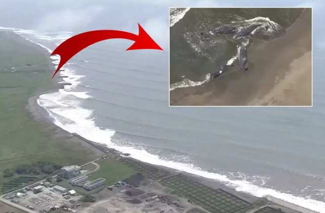 Ekran Görüntüsü 2025 07 30 094613