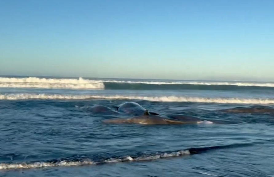 Ekran Görüntüsü 2025 07 30 100820