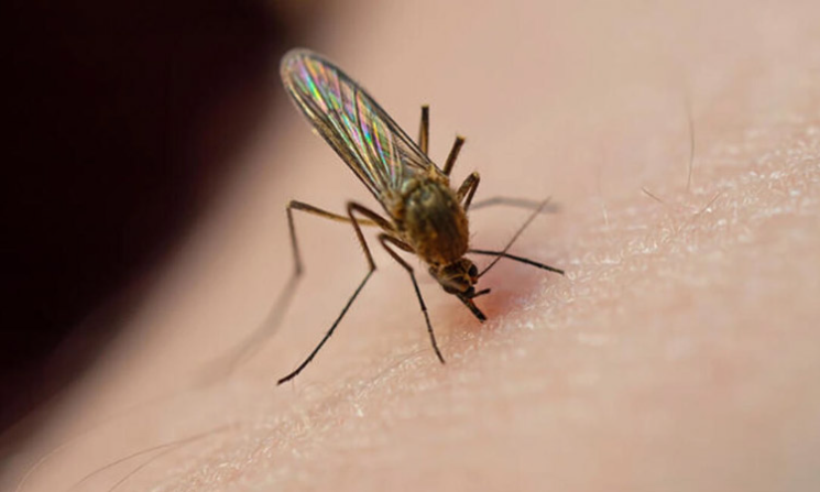 S İ V R İ S İ N E K