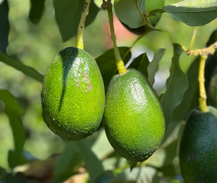 Ekran Görüntüsü 2025 10 28 105938