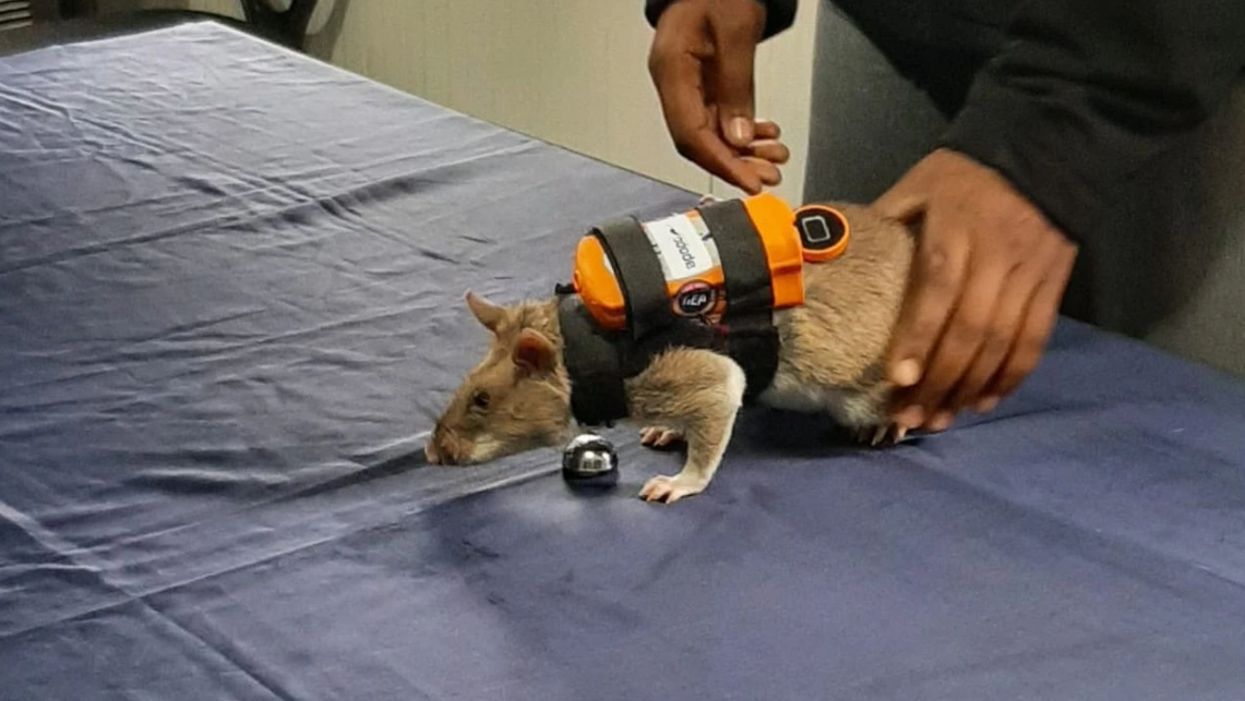 Ekran Görüntüsü 2026 01 08 135732