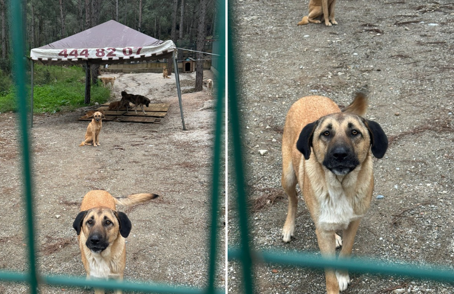 Ekran Görüntüsü 2026 02 02 101456