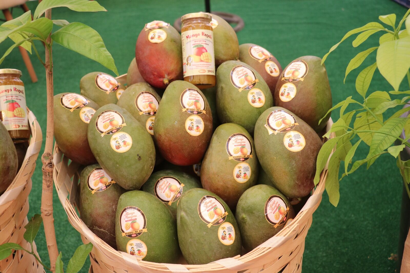 I M G 20260327 W A0024