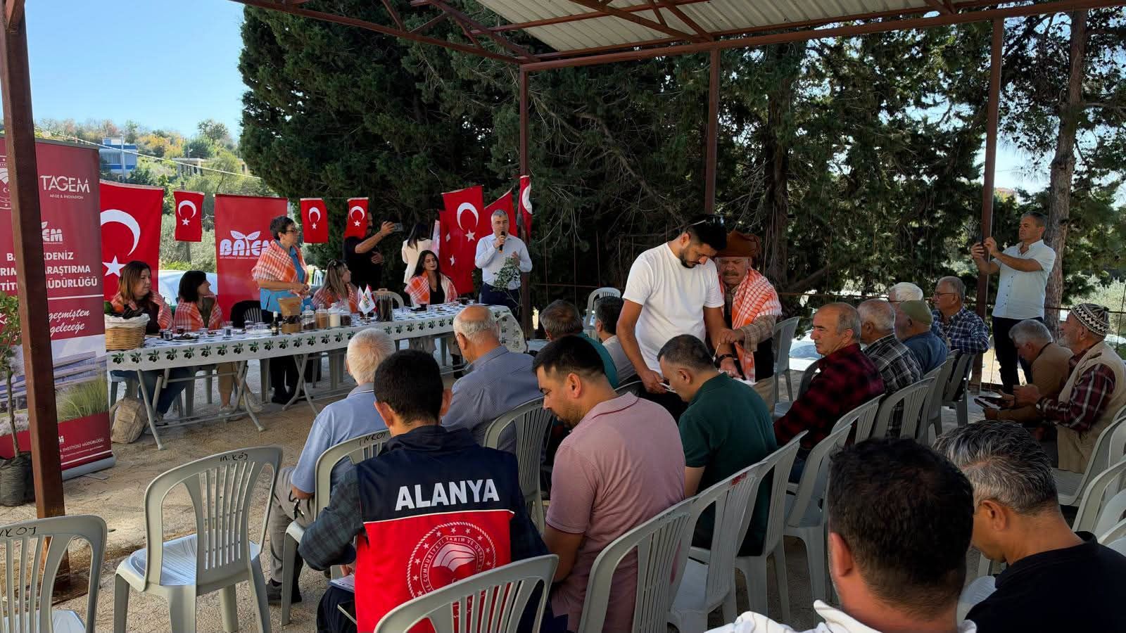 Alanya İncekum’da Keçiboynuzu Hamlesi: "Fakir Toprakların Zengin Bitkisi" Masaya Yatırıldı!